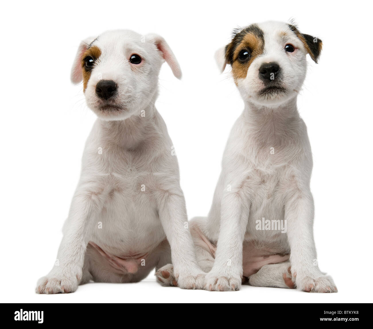 Parson Russell Terrier puppies sitting in front of white background Stock Photo