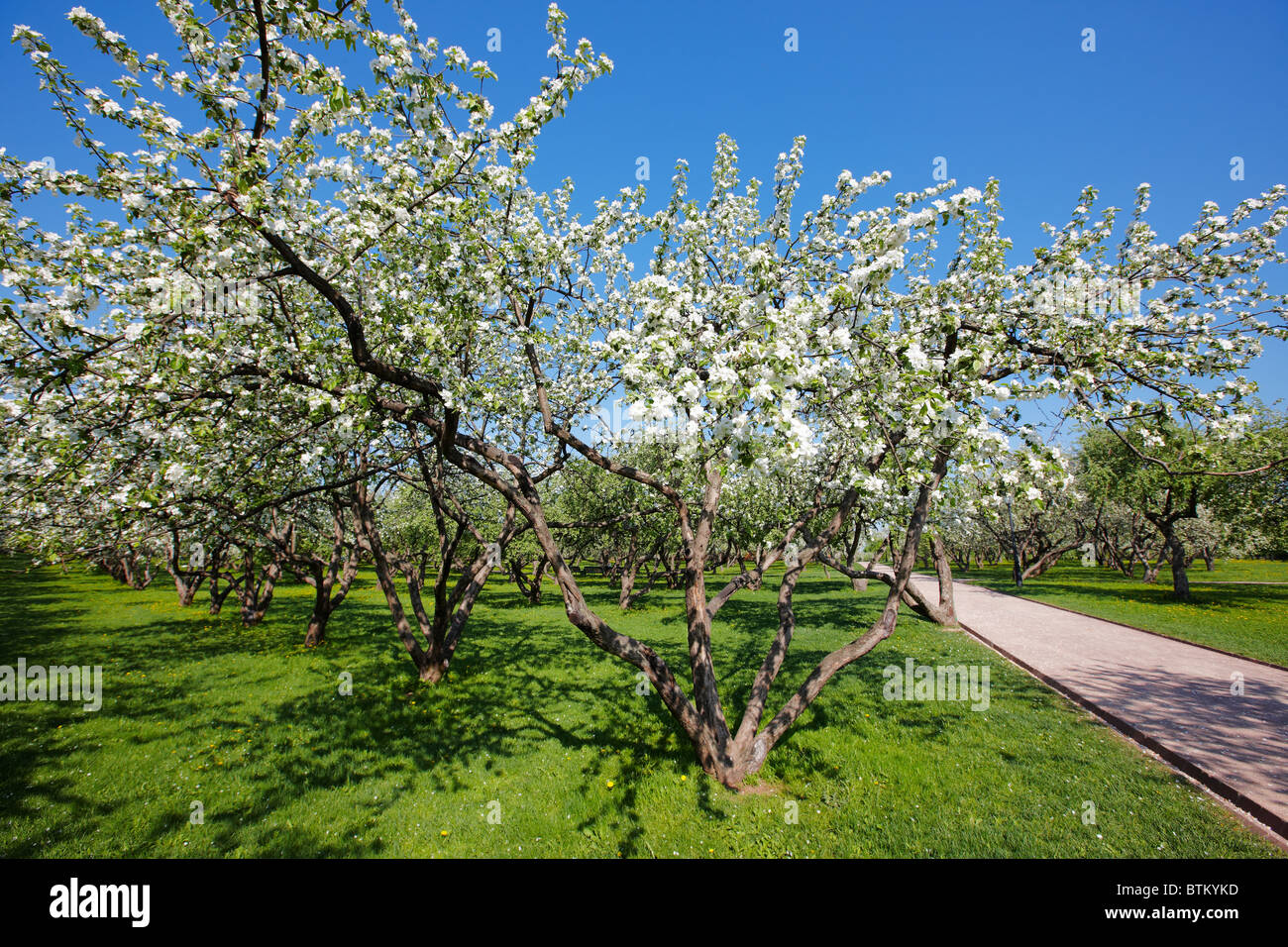 Apple trees in bloom hires stock photography and images Alamy