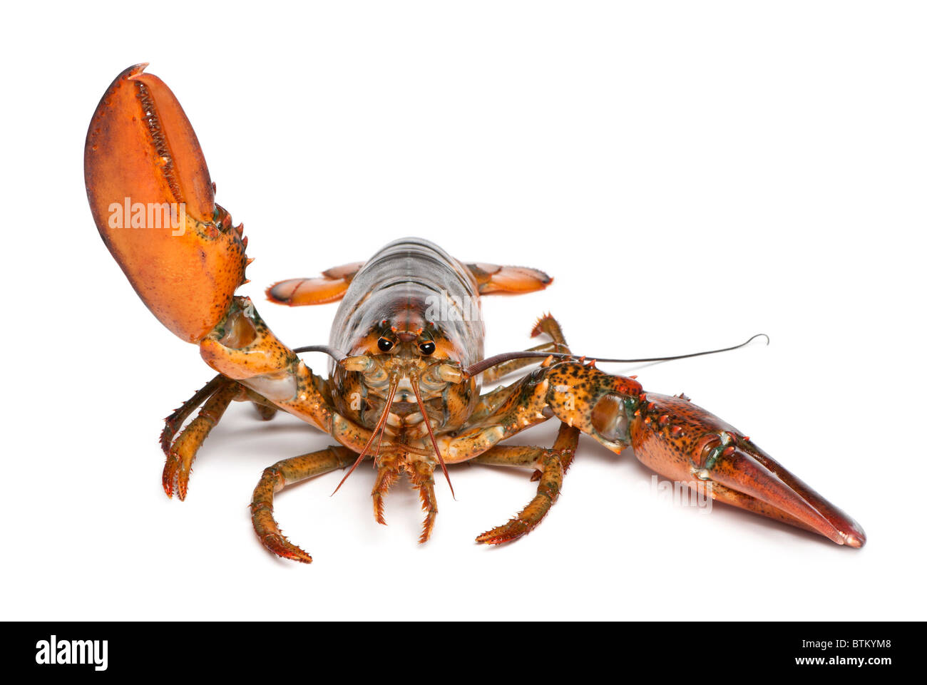 American lobster, Homarus americanus, in front of white background Stock Photo