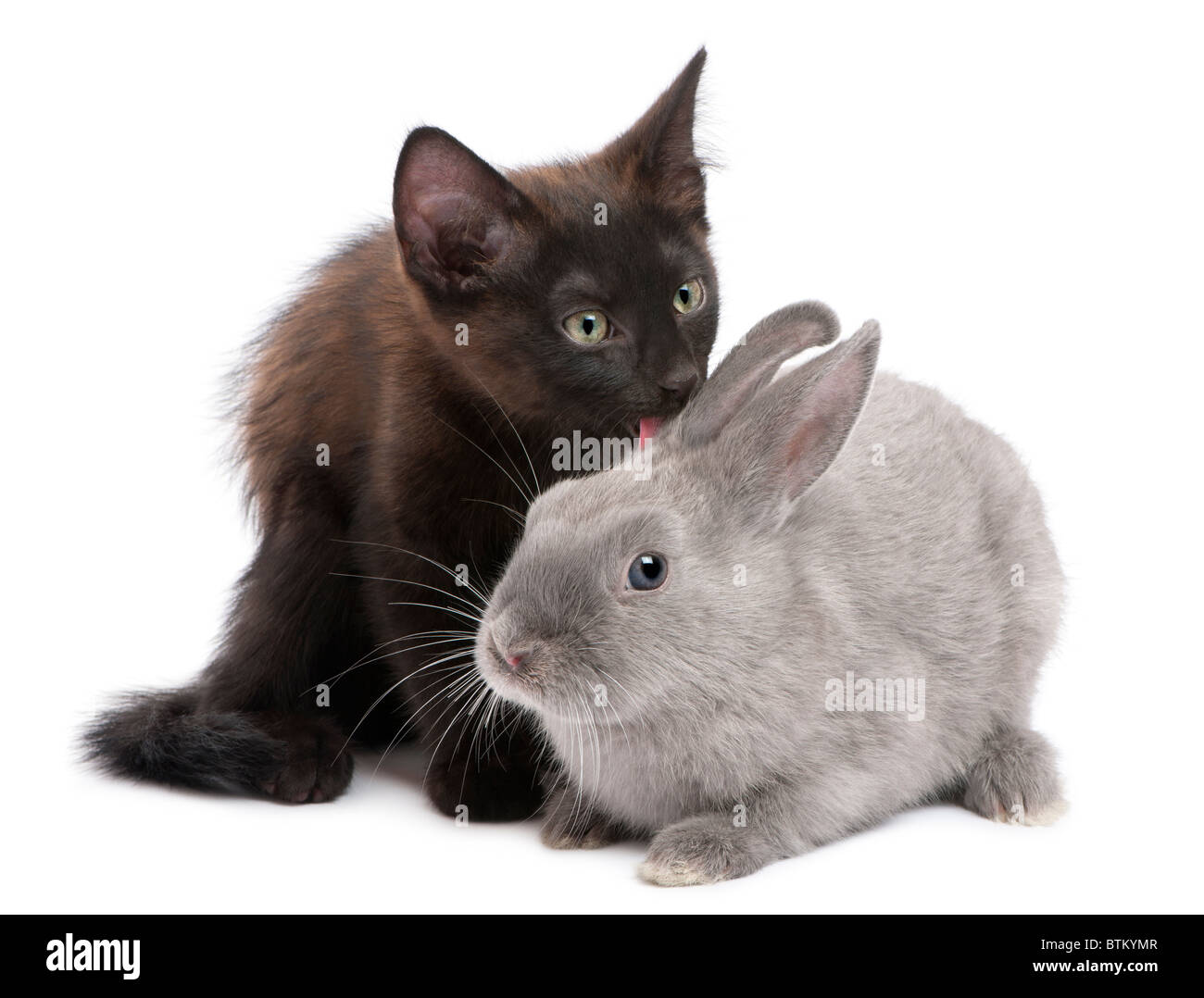 Black kitten playing with rabbit in front of white background Stock Photo