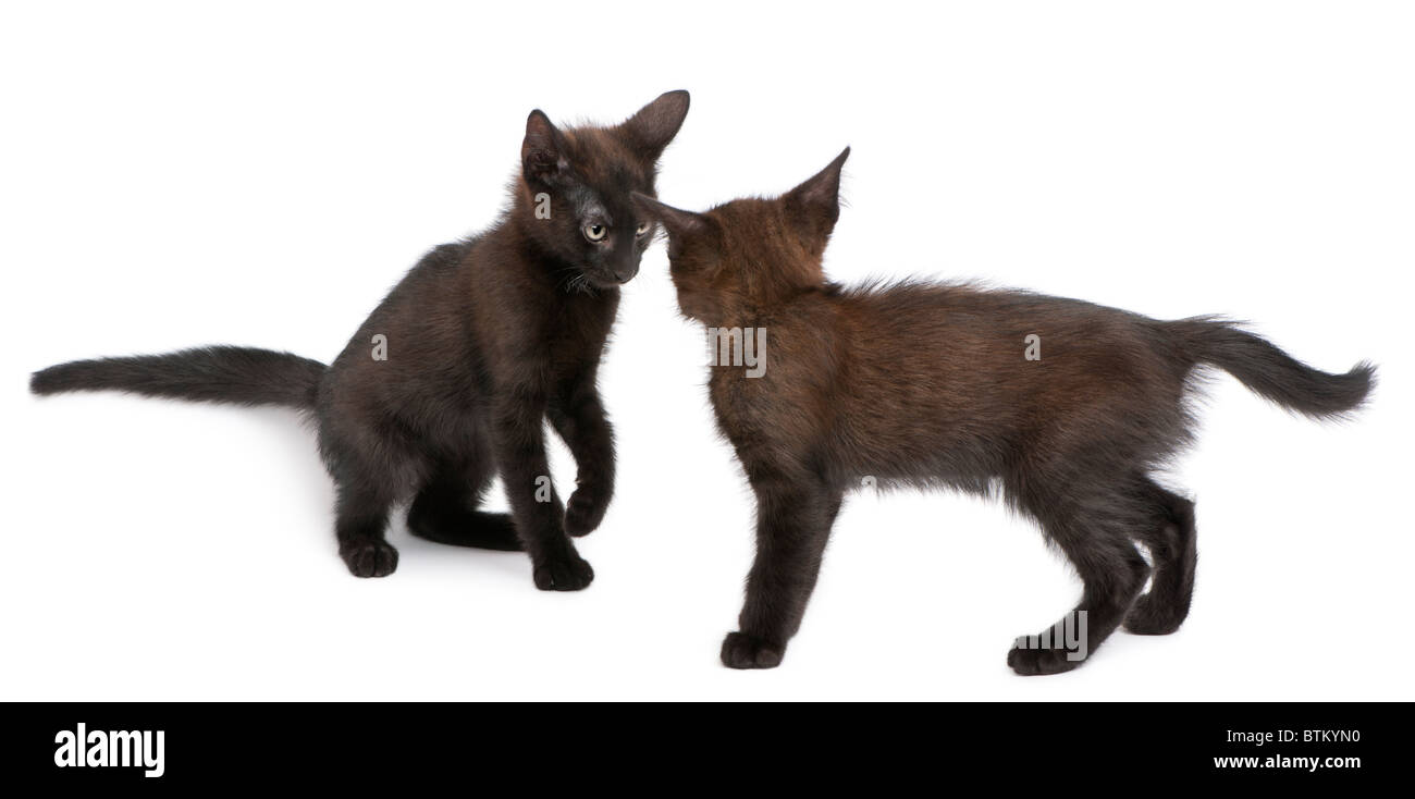 Two black kittens playing together in front of white background Stock Photo