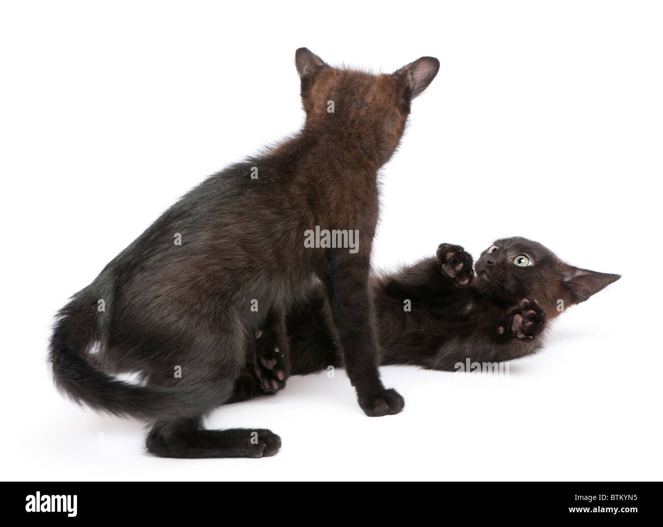 Two black kittens playing together in front of white background Stock Photo