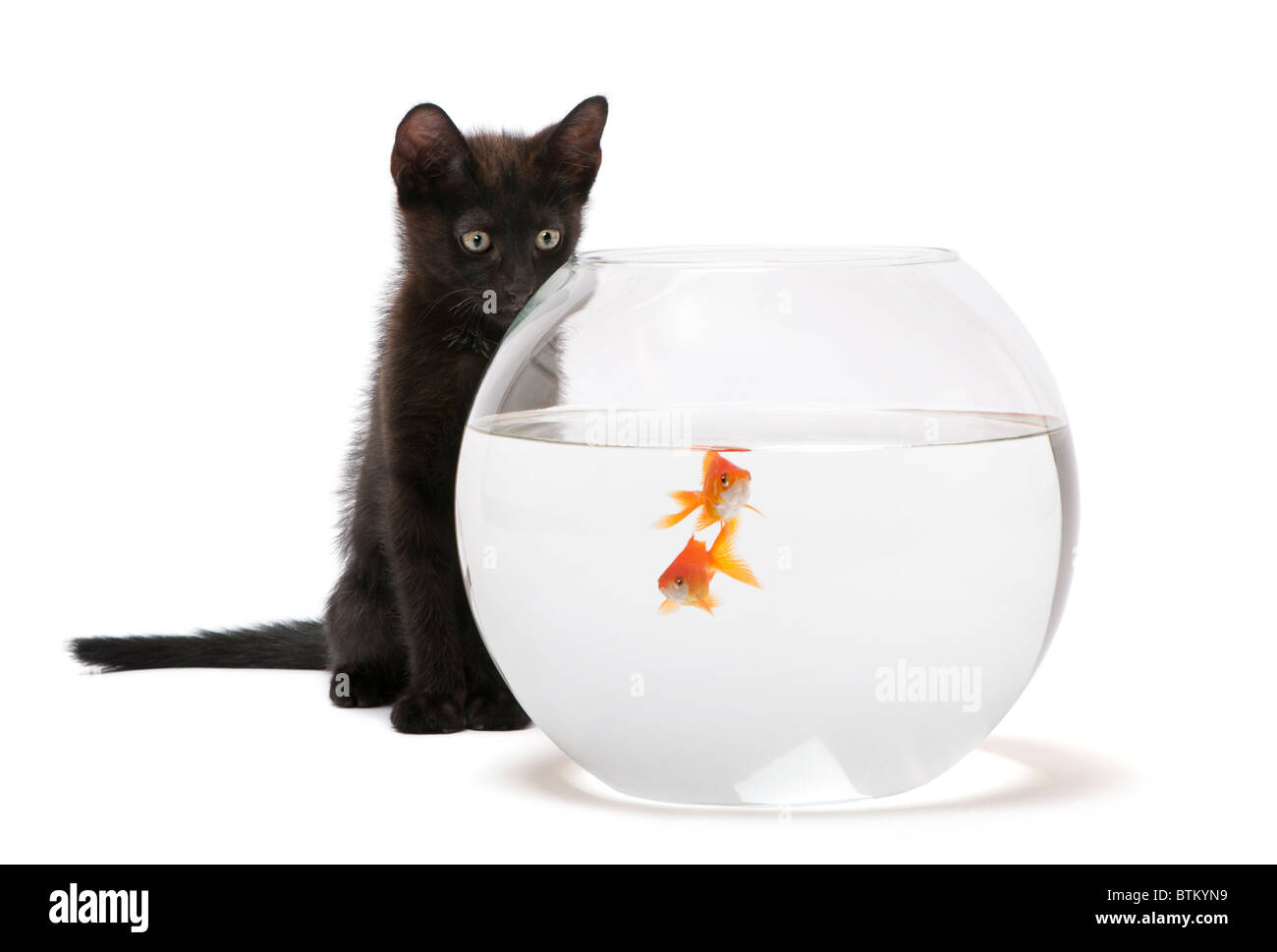 Black kitten looking at Goldfish, Carassius Auratus, swimming in fish bowl in front of white background Stock Photo