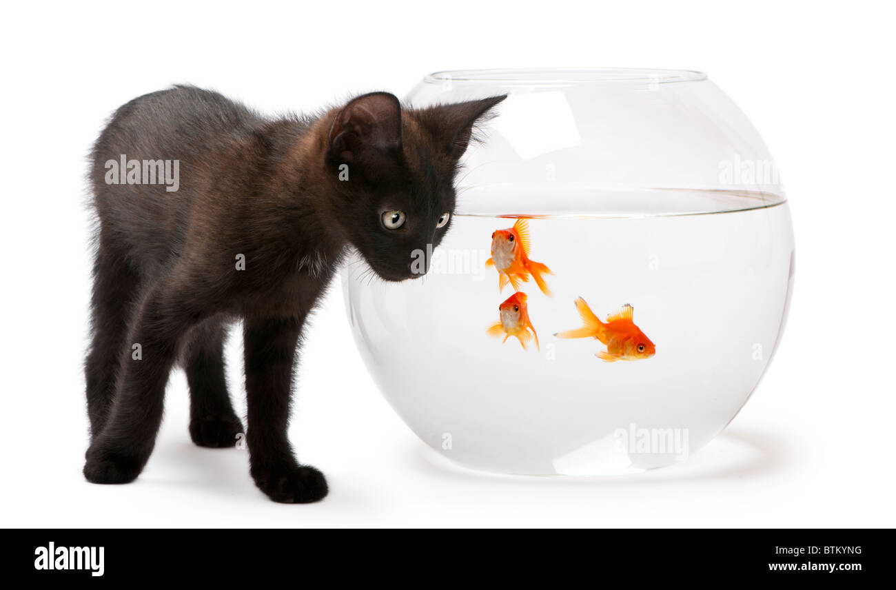 Black kitten looking at Goldfish, Carassius Auratus, swimming in fish bowl in front of white background Stock Photo