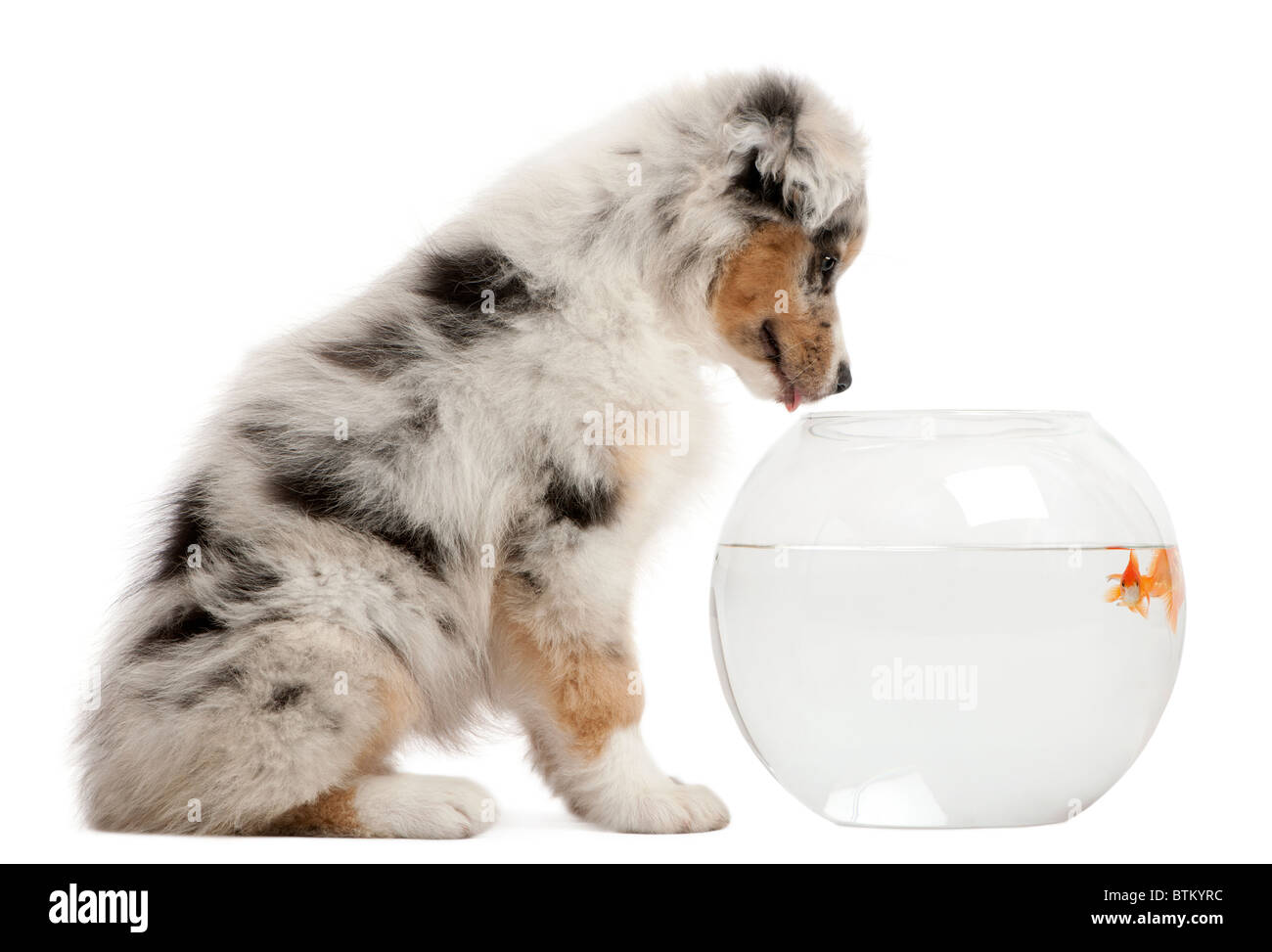 Australian Shepherd looking at Goldfish, Carassius Auratus, swimming in fish bowl in front of white background Stock Photo