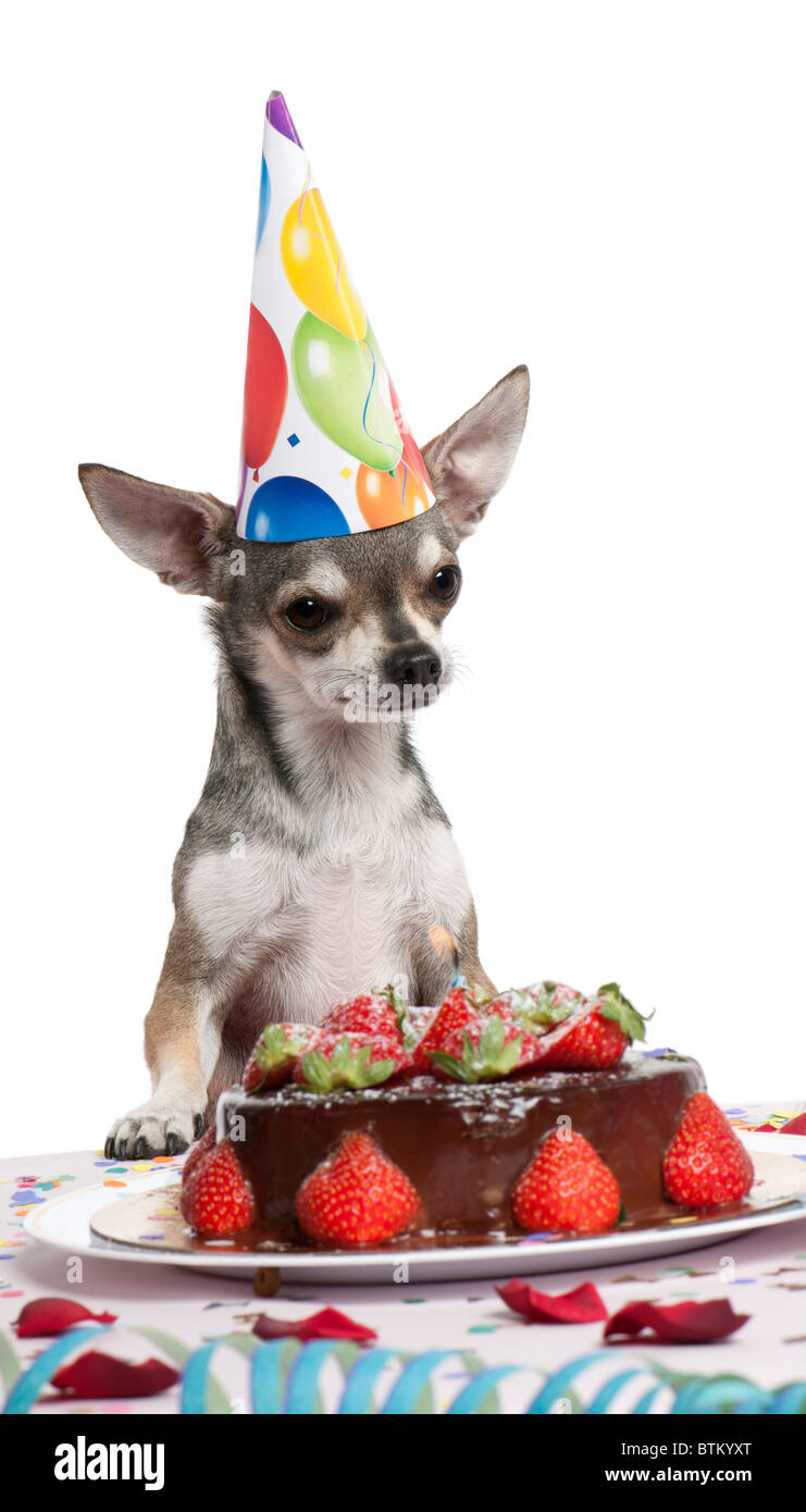 Chihuahua at table wearing birthday hat and looking at birthday cake in front of white background Stock Photo