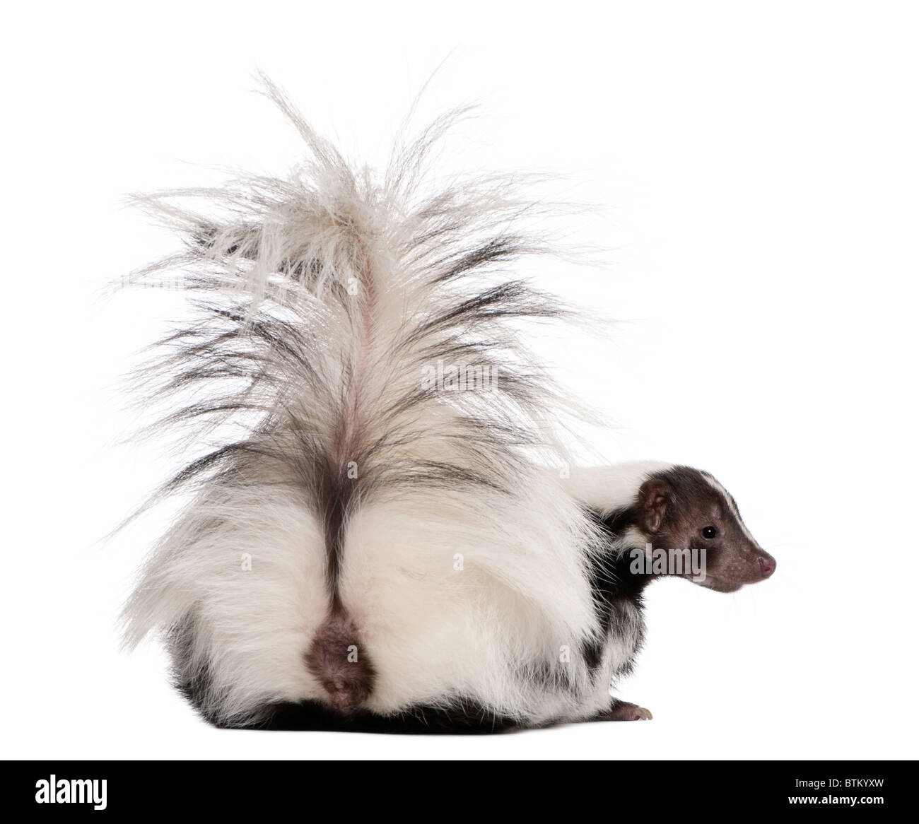Striped Skunk, Mephitis Mephitis, 5 years old, sitting in front of white background Stock Photo