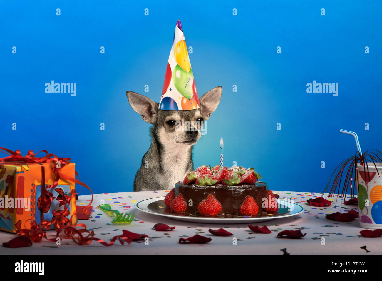 Pets Birthday High Resolution Stock Photography And Images Alamy