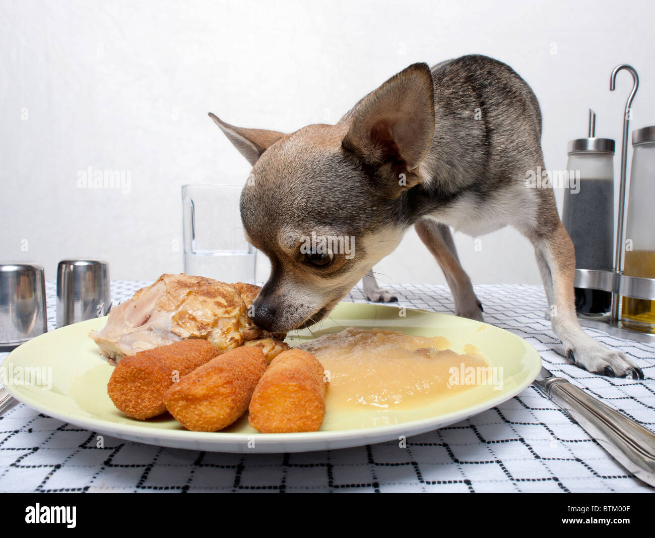 Chihuahua dog eating dog food hi res stock photography and images Alamy