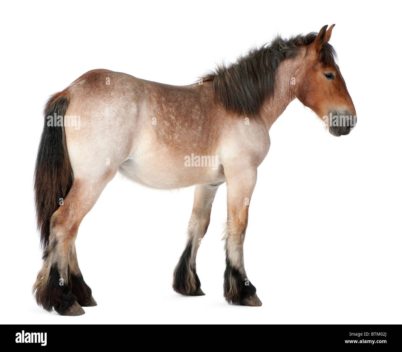 Belgian Heavy Horse foal, Brabancon, a draft horse breed, 13 months old, standing in front of white background Stock Photo
