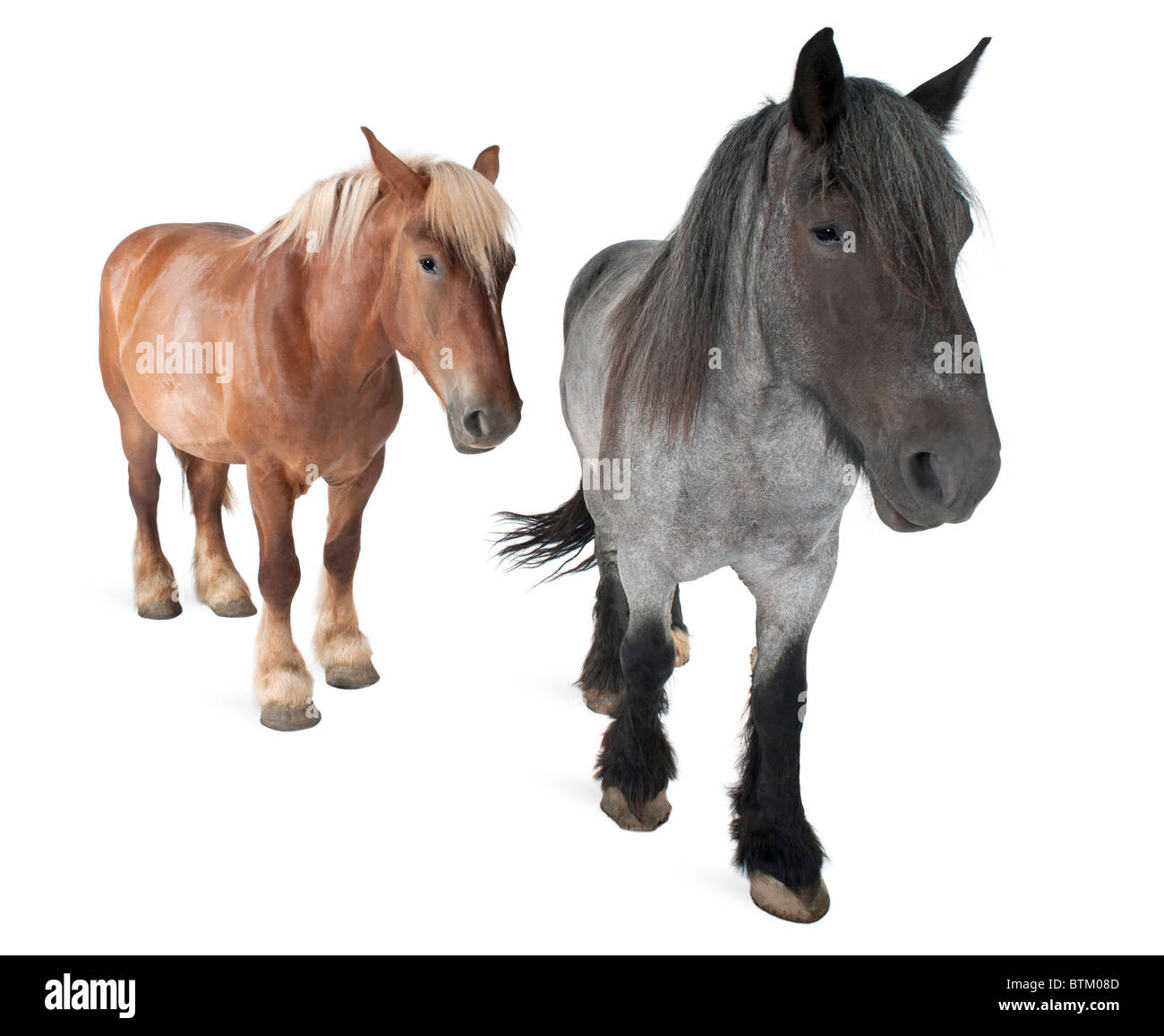Belgian horses, Belgian Heavy Horse, Brabancon, a draft horse breed, standing in front of white background Stock Photo