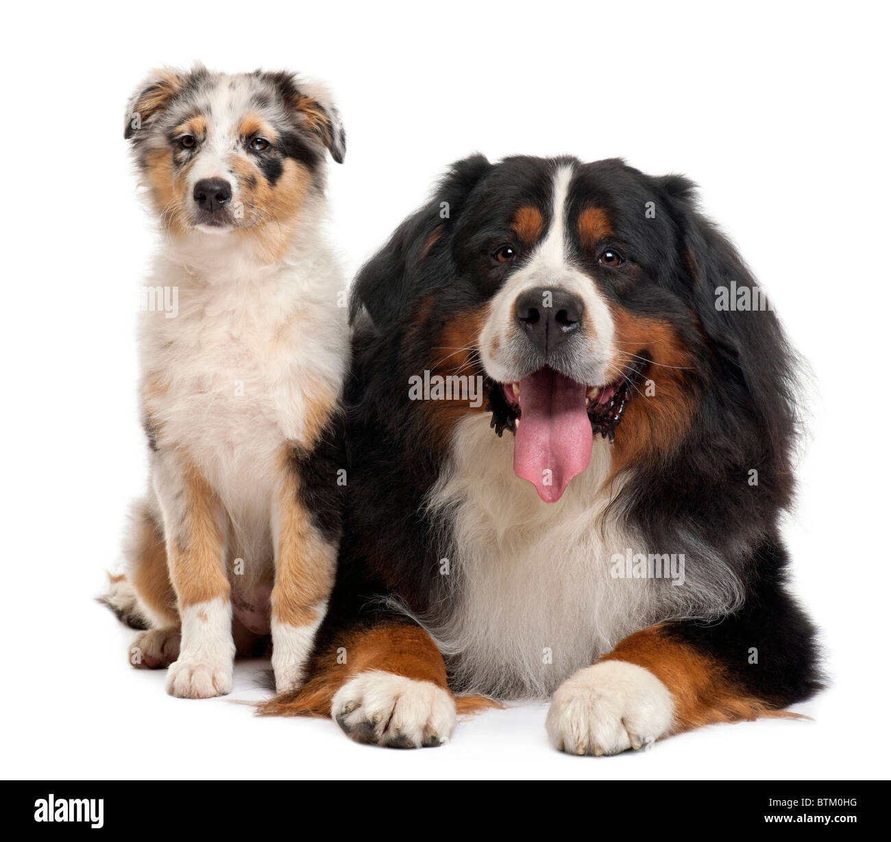 Bernese mountain dogs, 3 years old, sitting in front of white background Stock Photo