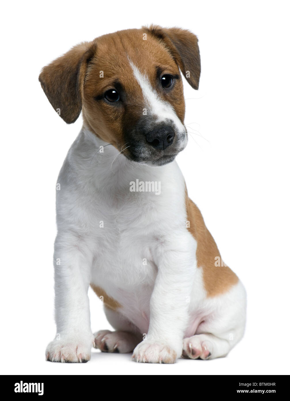 jack russell terrier 2 months old