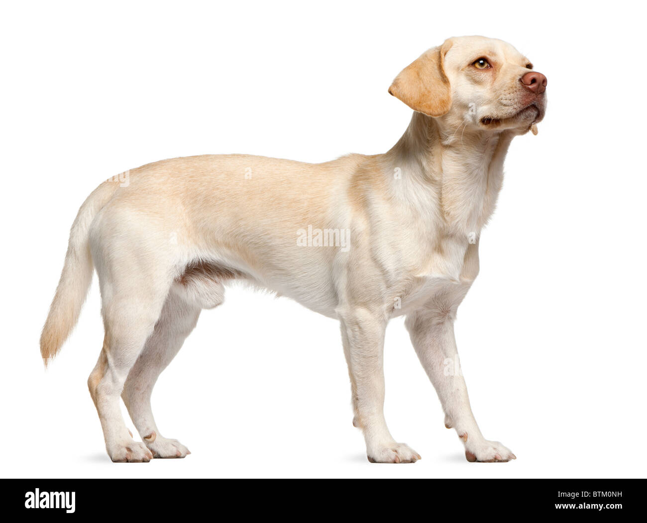 Mixed-breed dog, 12 months old, standing in front of white background Stock Photo