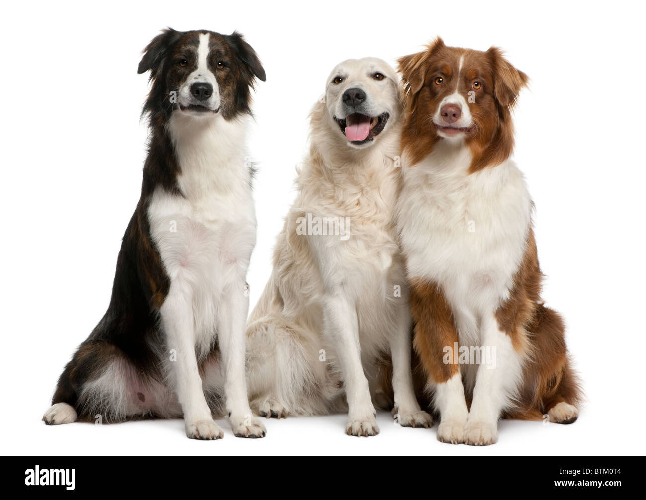 Group of three mixed-breed dogs in front of white background Stock Photo
