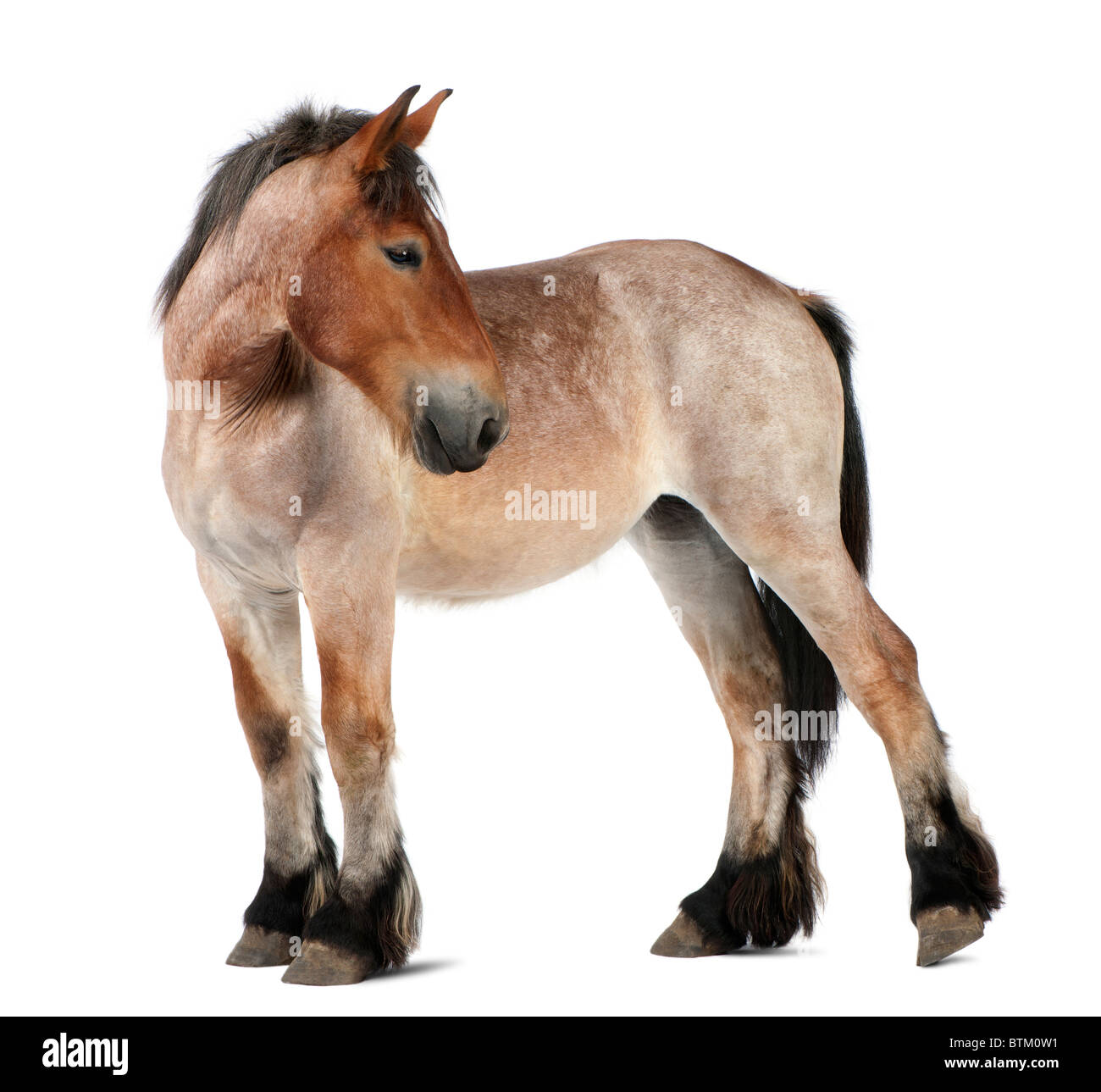 Belgian Heavy Horse foal, Brabancon, a draft horse breed, 13 months old, standing in front of