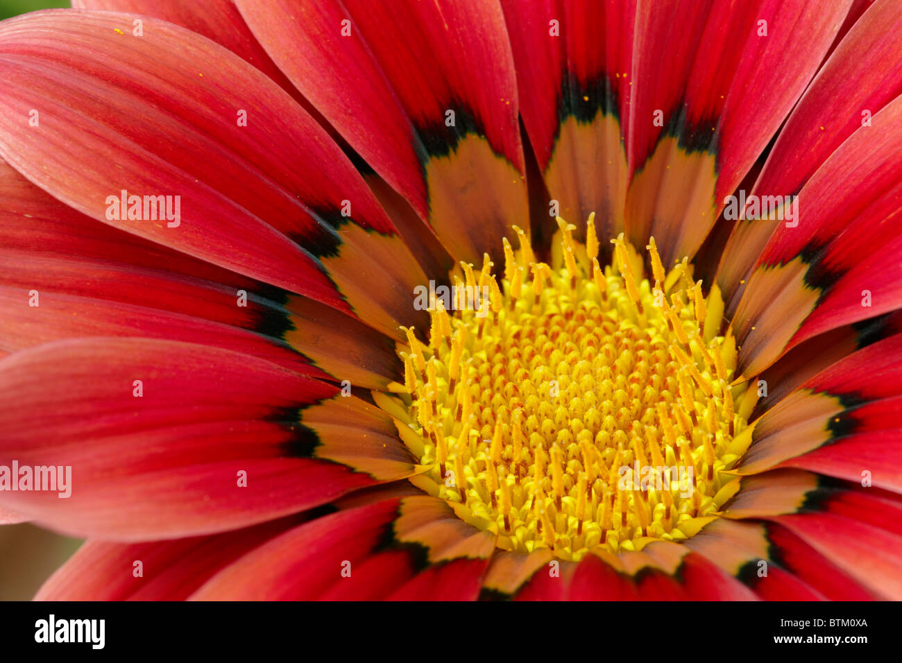 Gazania, or Treasure Flower close up. Scientific name Gazania rigens