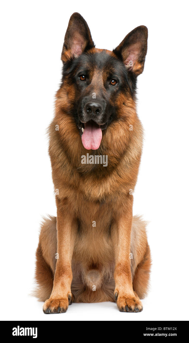 German Shepherd Dog, 3 years old, sitting in front of white background Stock Photo