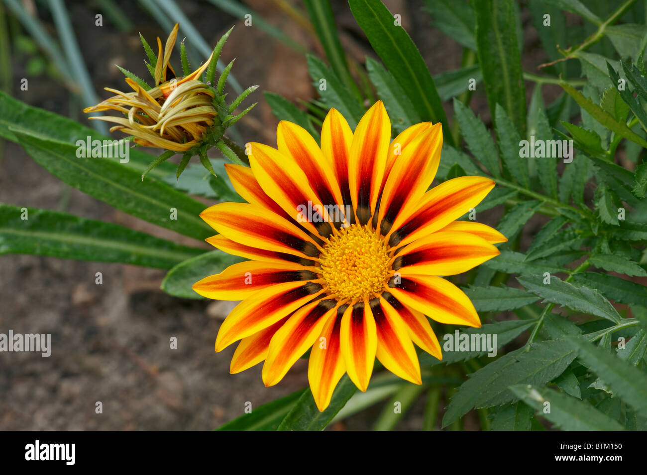 Gazania, or Treasure Flower, close up. Scientific name Gazania rigens