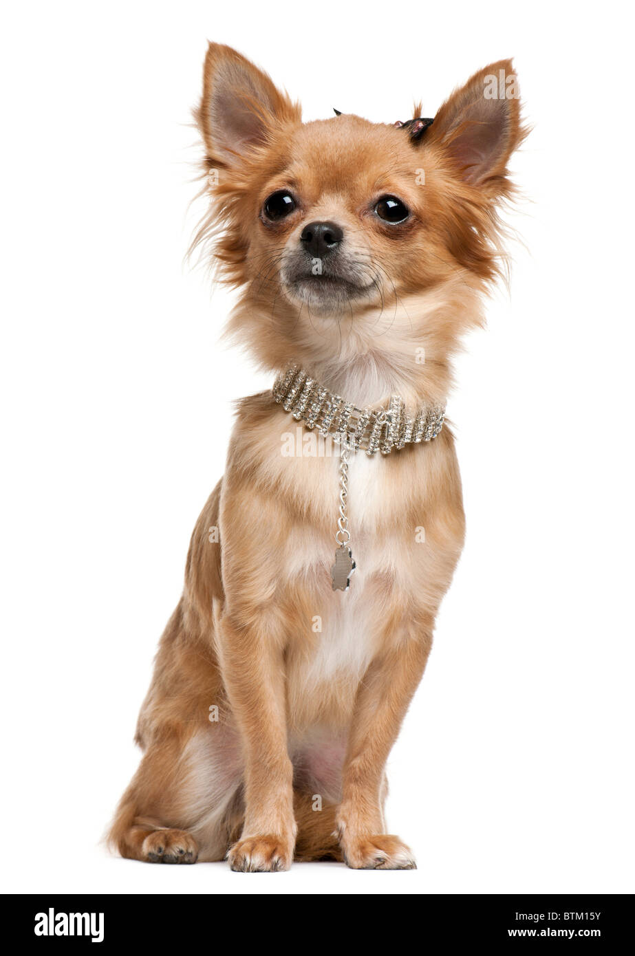 Chihuahua, 18 months old, sitting in front of white background Stock Photo