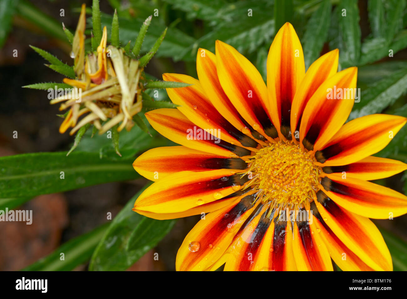Gazania, or Treasure Flower, close up. Scientific name Gazania rigens