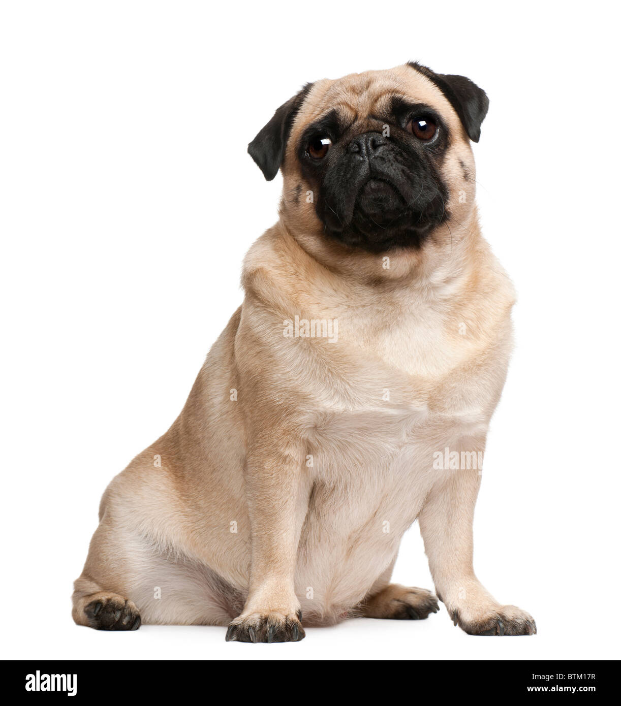 Pug, 2 years old, sitting in front of white background Stock Photo - Alamy