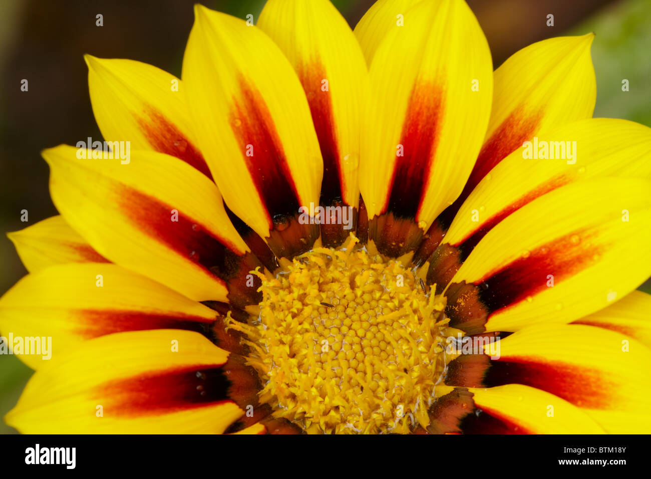 Gazania, or Treasure Flower close up. Scientific name Gazania rigens