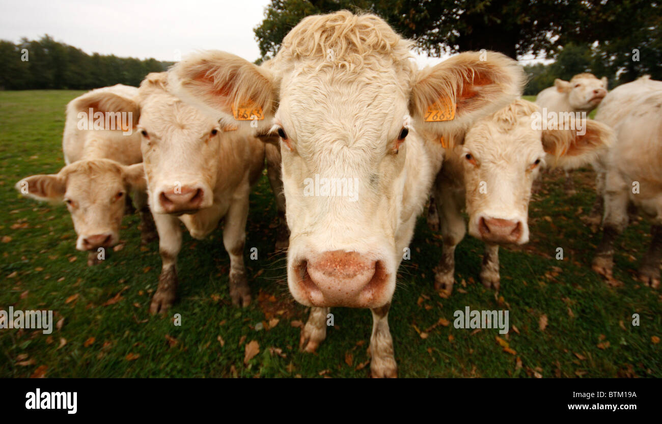 Cow Mafia Stock Photo