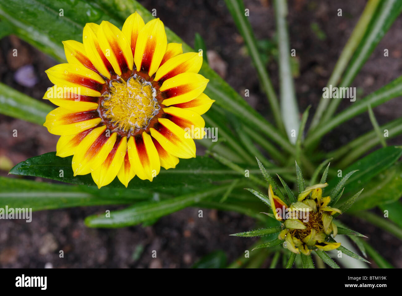 Gazania, or Treasure Flower close up. Scientific name Gazania rigens