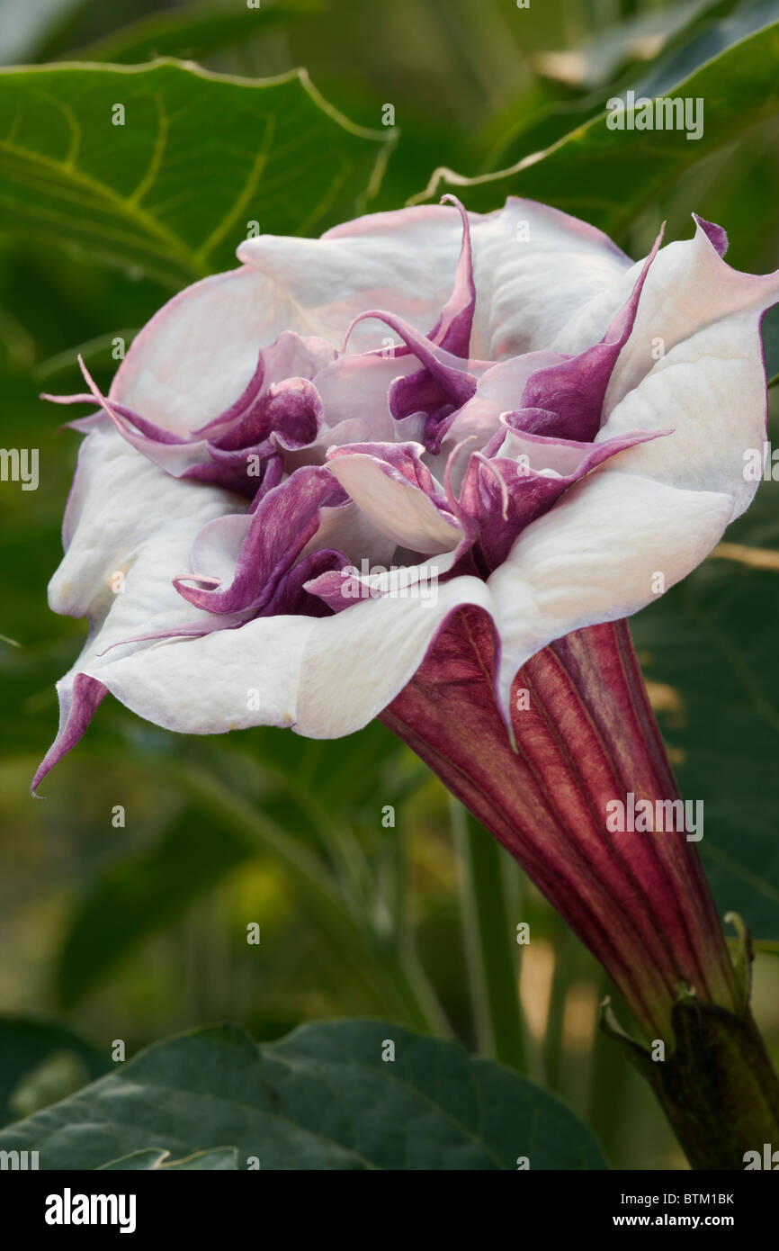 Close up of Devil's trumpet flower. Scientific name: Datura metel. Stock Photo