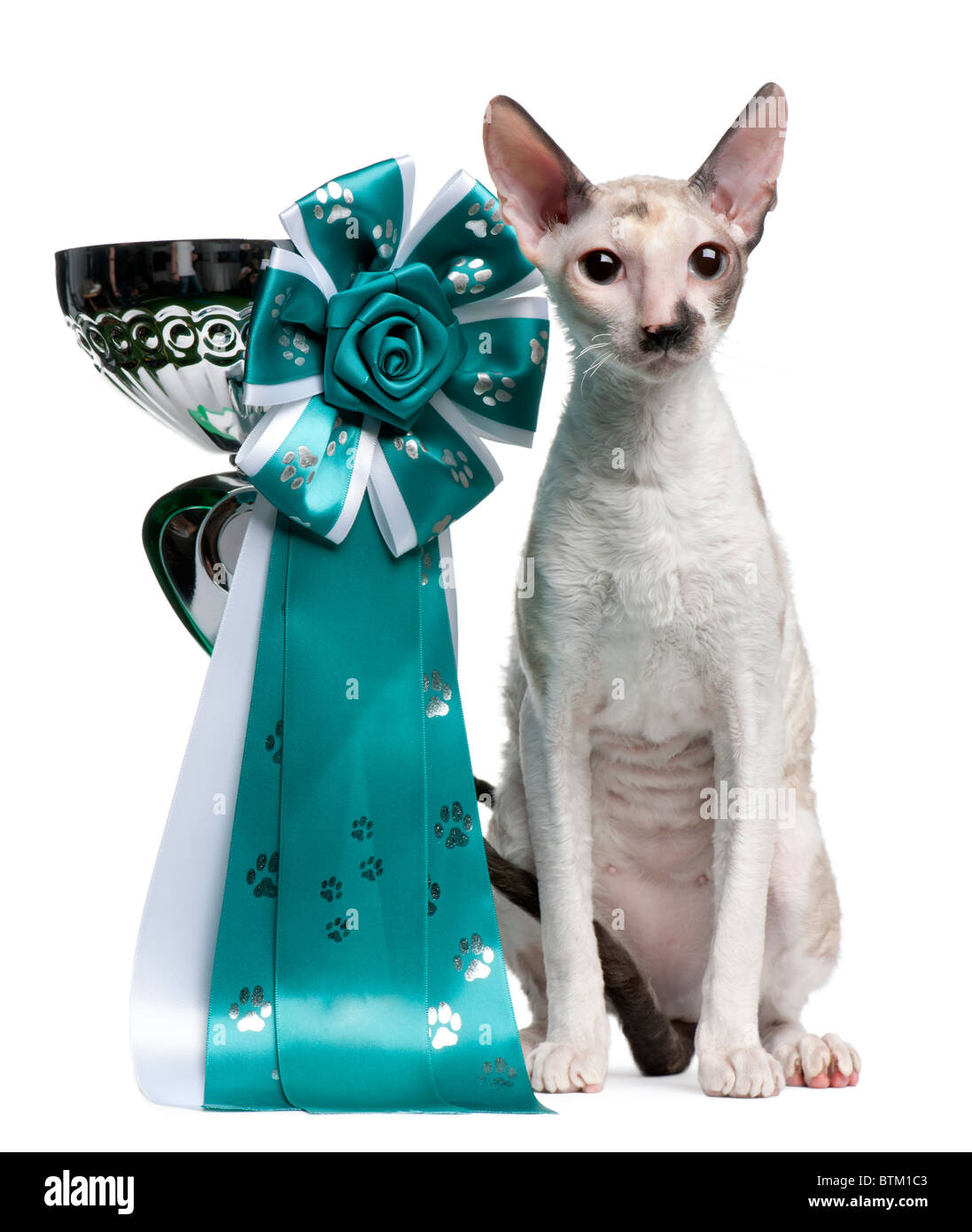 Cornish Rex cat, 7 months old, sitting next to prize in front of white background Stock Photo