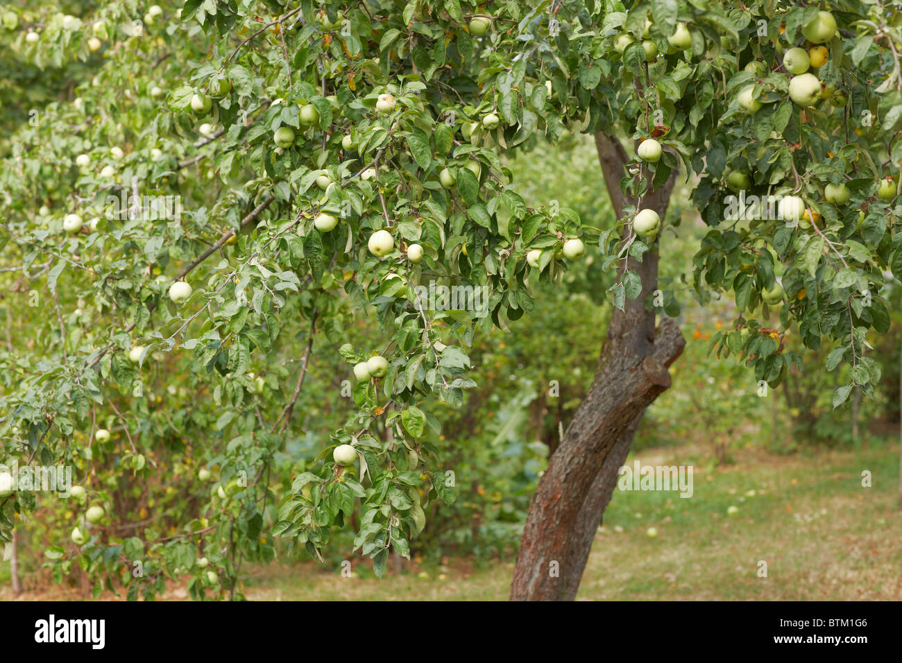 Apple tree bearing green apples in allotment garden in summer