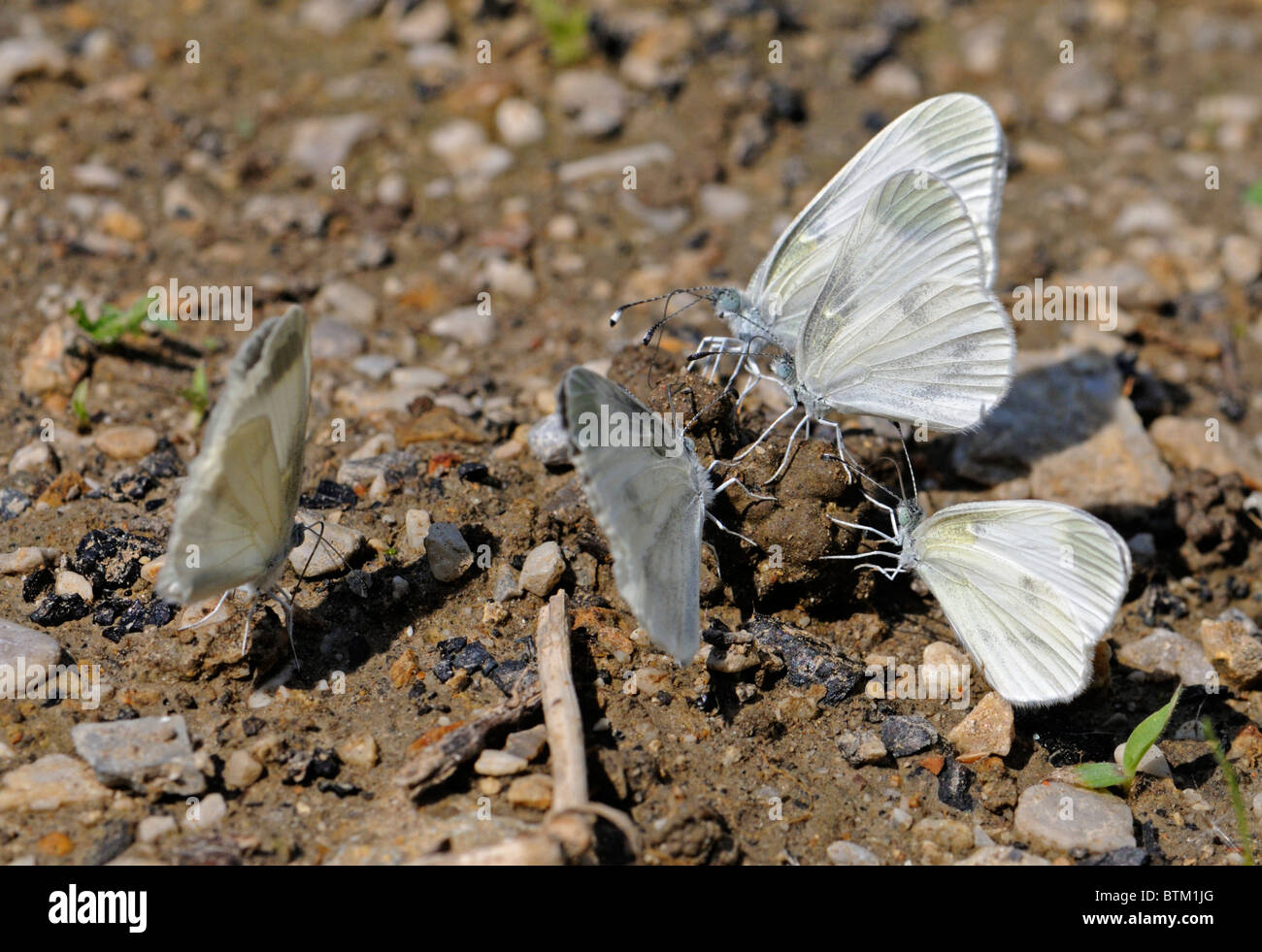 Wood White Butterflies (Leptidea sinapis) sucking moisture from ground. Slovenia, August. Stock Photo