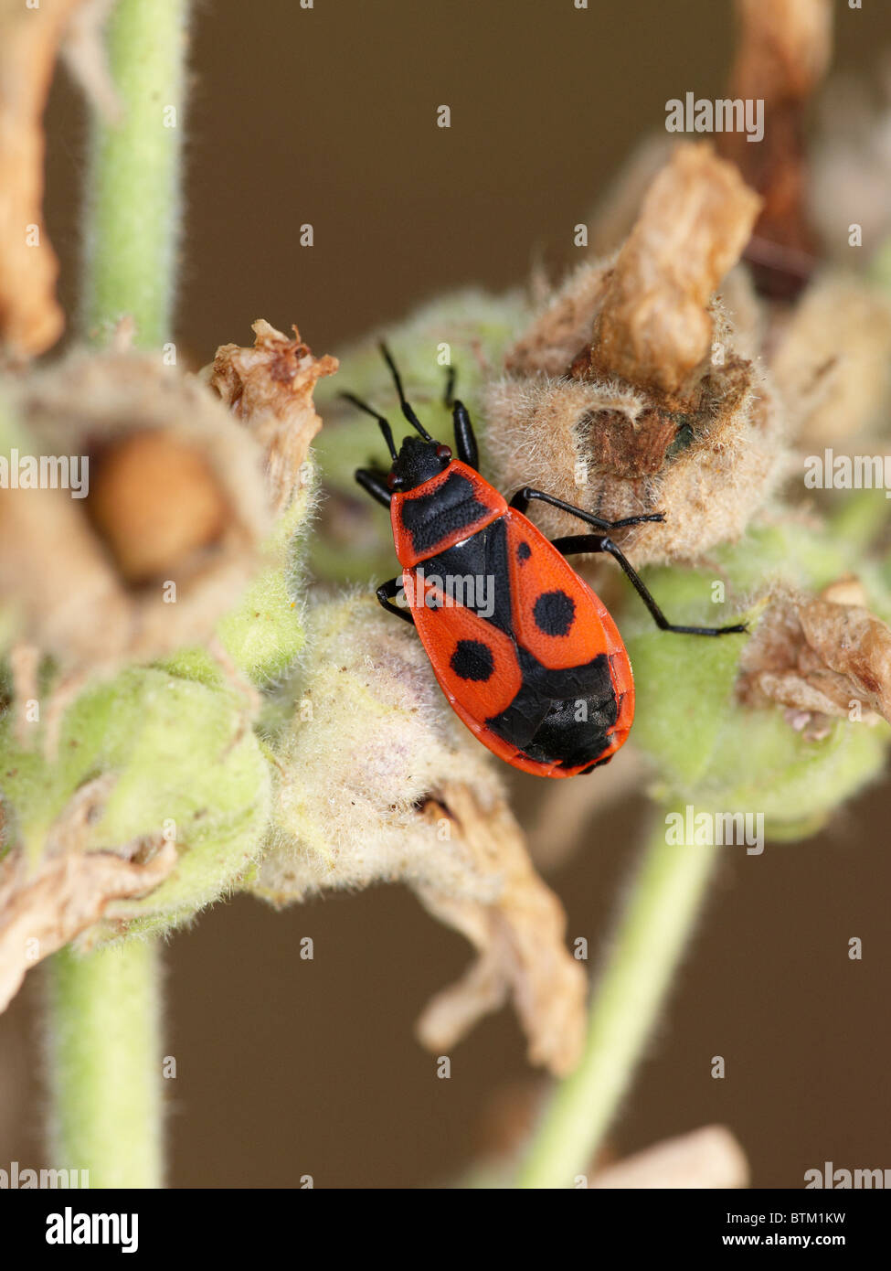 Firebug, Central Russia. Scientific name: Pyrrhocoris apterus. Stock Photo