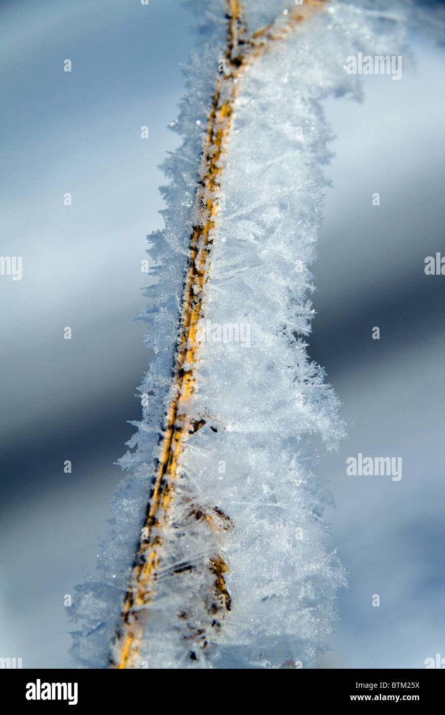 A landscape with rime, frost and snow on tree in winter Stock Photo - Alamy