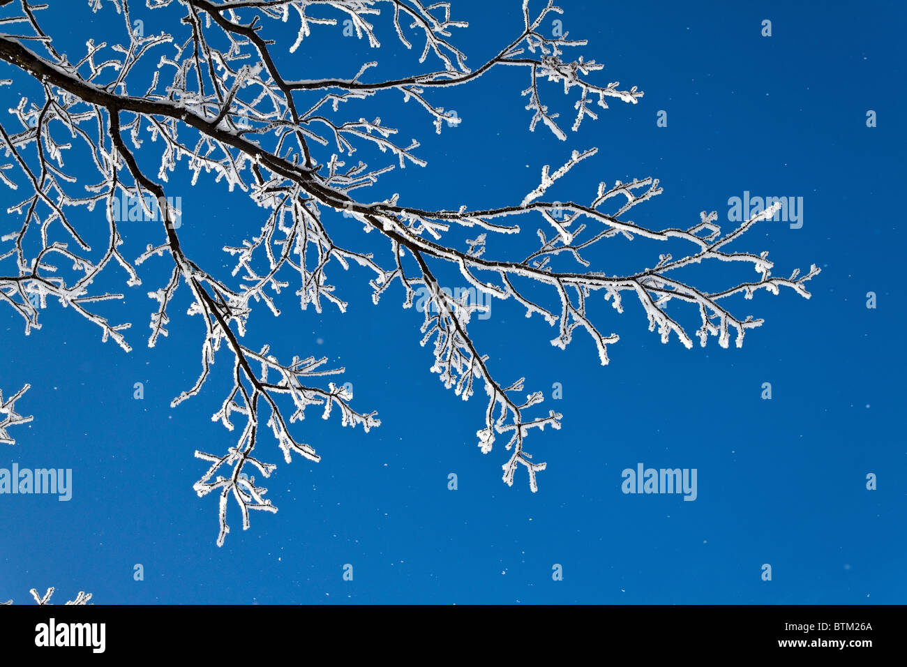 Rime snow trunk weather winter countryside a rime hi-res stock ...
