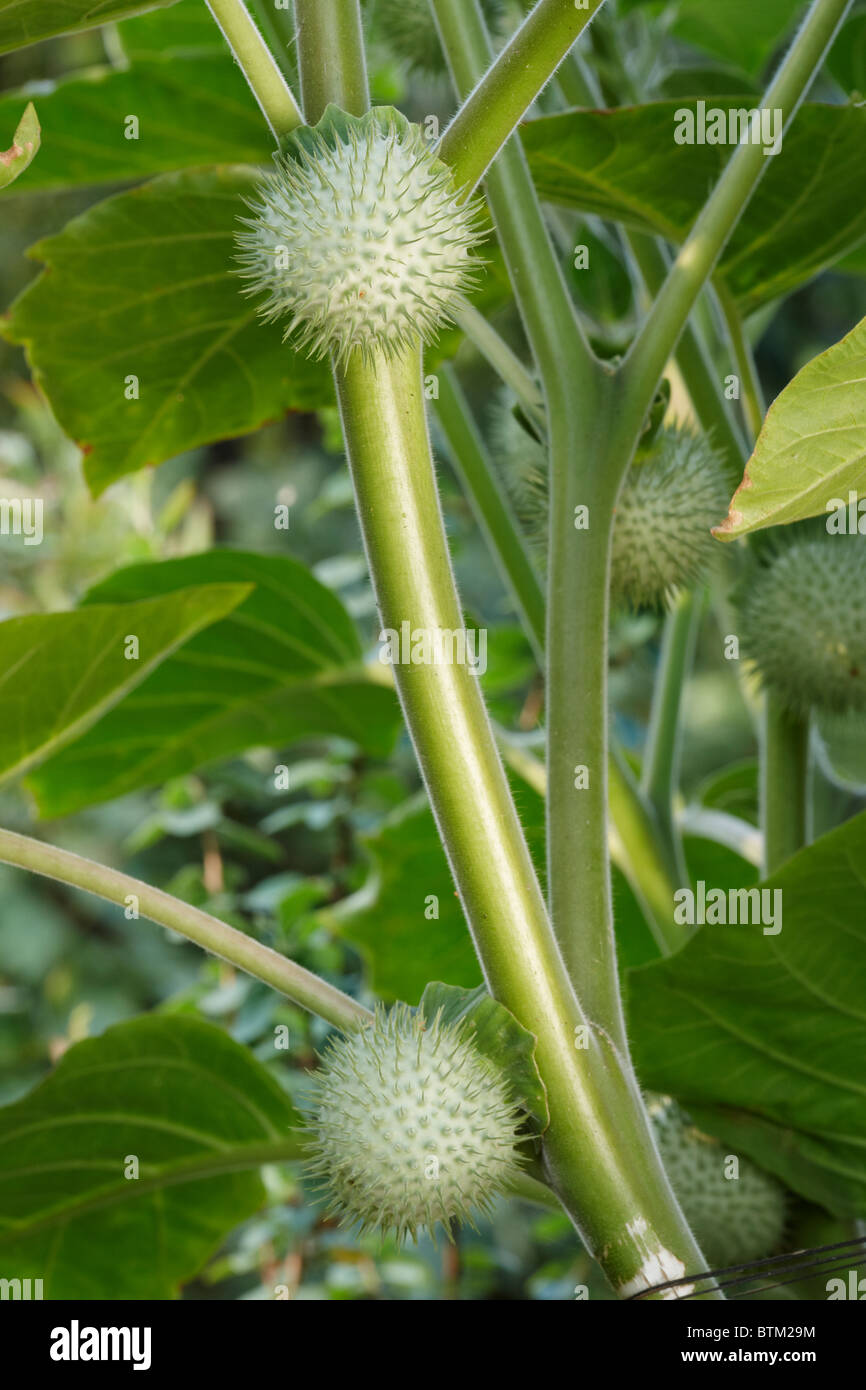 Downy thorn apple, or Angel's trumpet fruits. Scientific name: Datura metel. Stock Photo