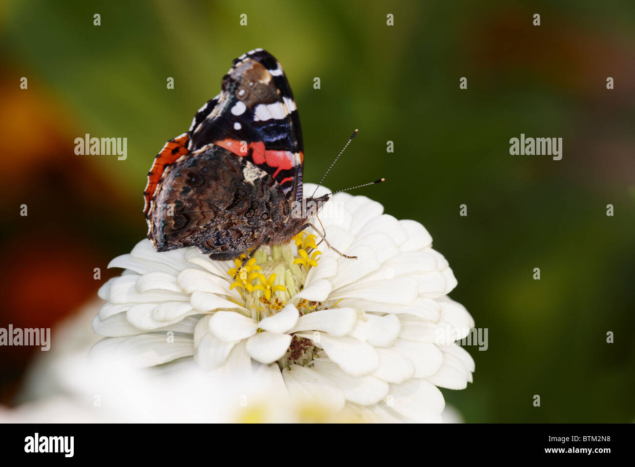 Red Admiral butterfly feeds on zinnia flower. Scientific name: Vanessa Atalanta. Stock Photo
