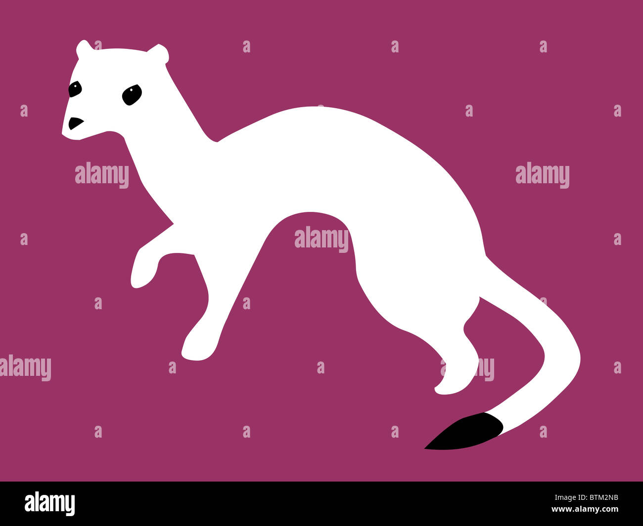 illustration of a stoat or ermine Stock Photo