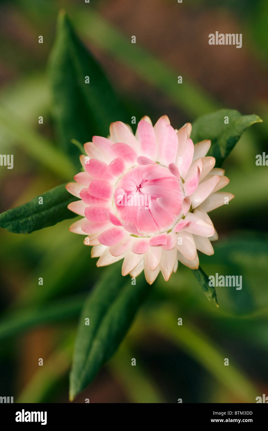 Scientific name helichrysum bracteatum hires stock photography and
