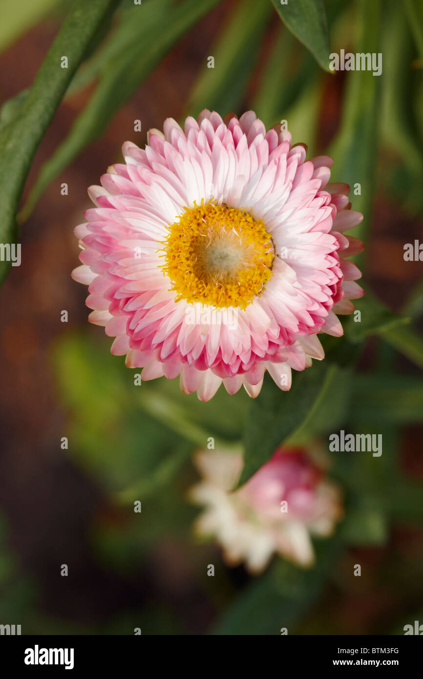 Scientific name helichrysum bracteatum hires stock photography and