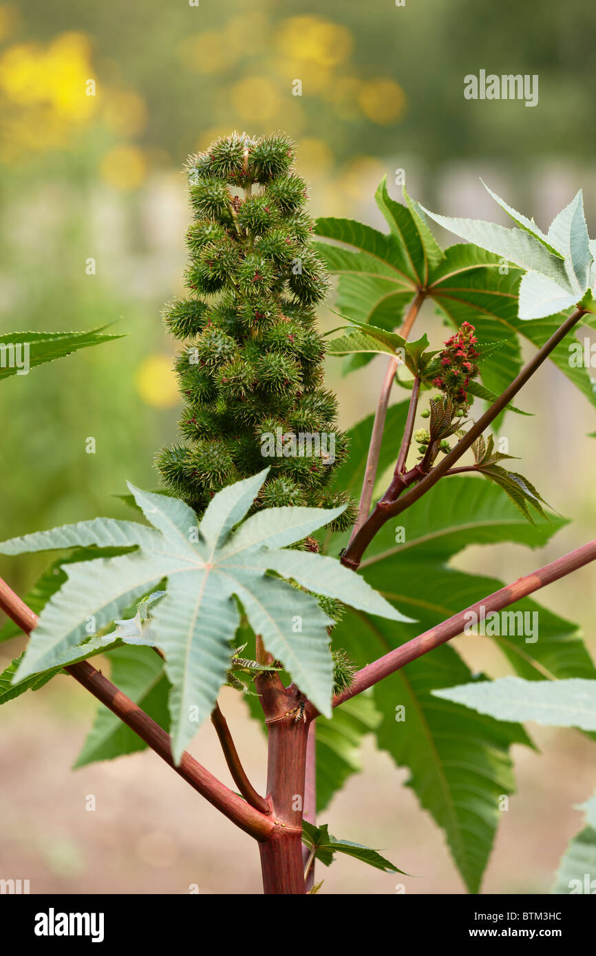 Castor Oil Plant with seedpods growing in a small allotment garden
