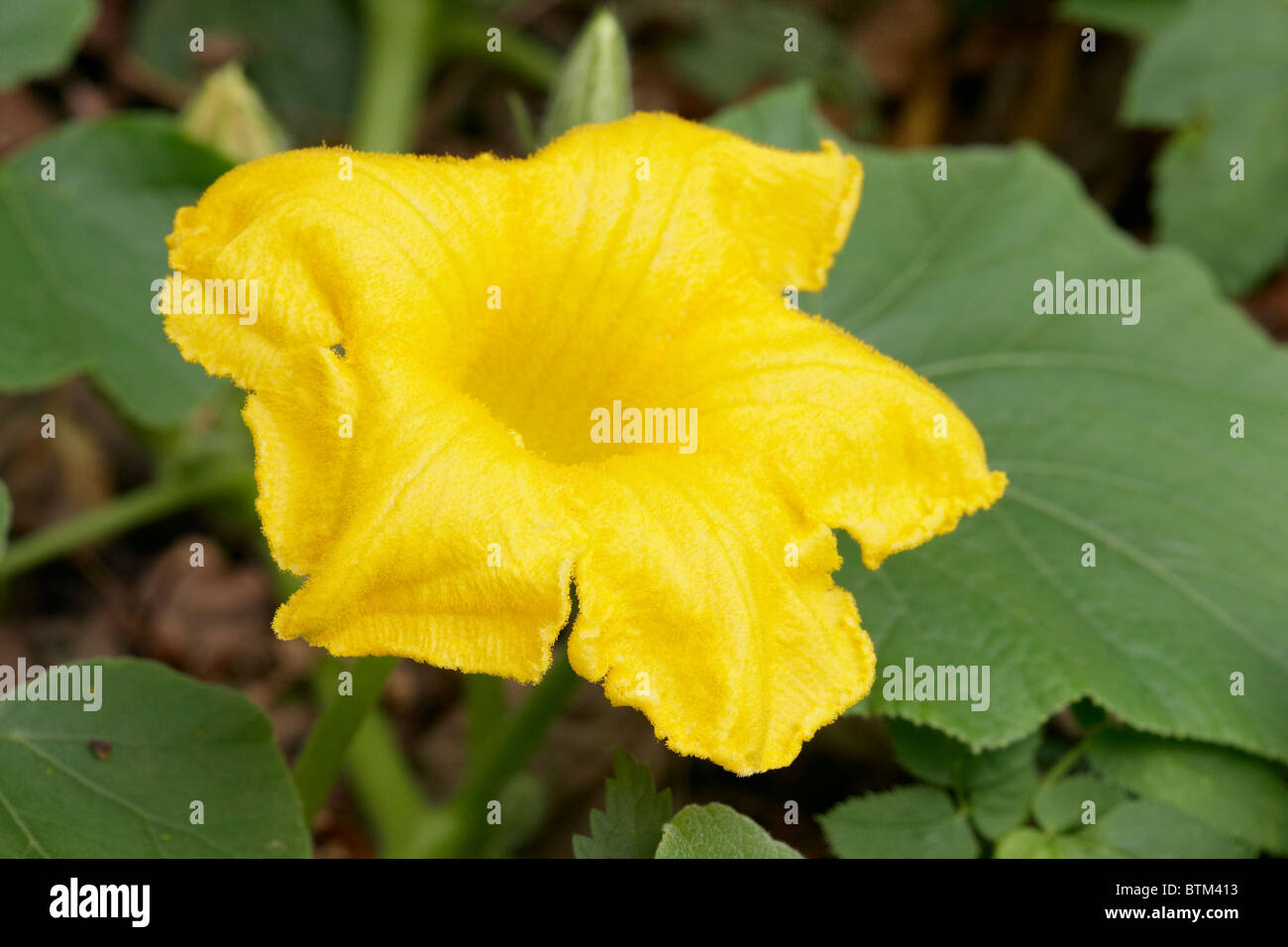 Vibrant pumpkin colors hi-res stock photography and images - Alamy