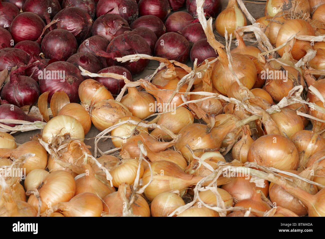 Organically grown yellow and red onions. Scientific name: Allium cepa. Stock Photo
