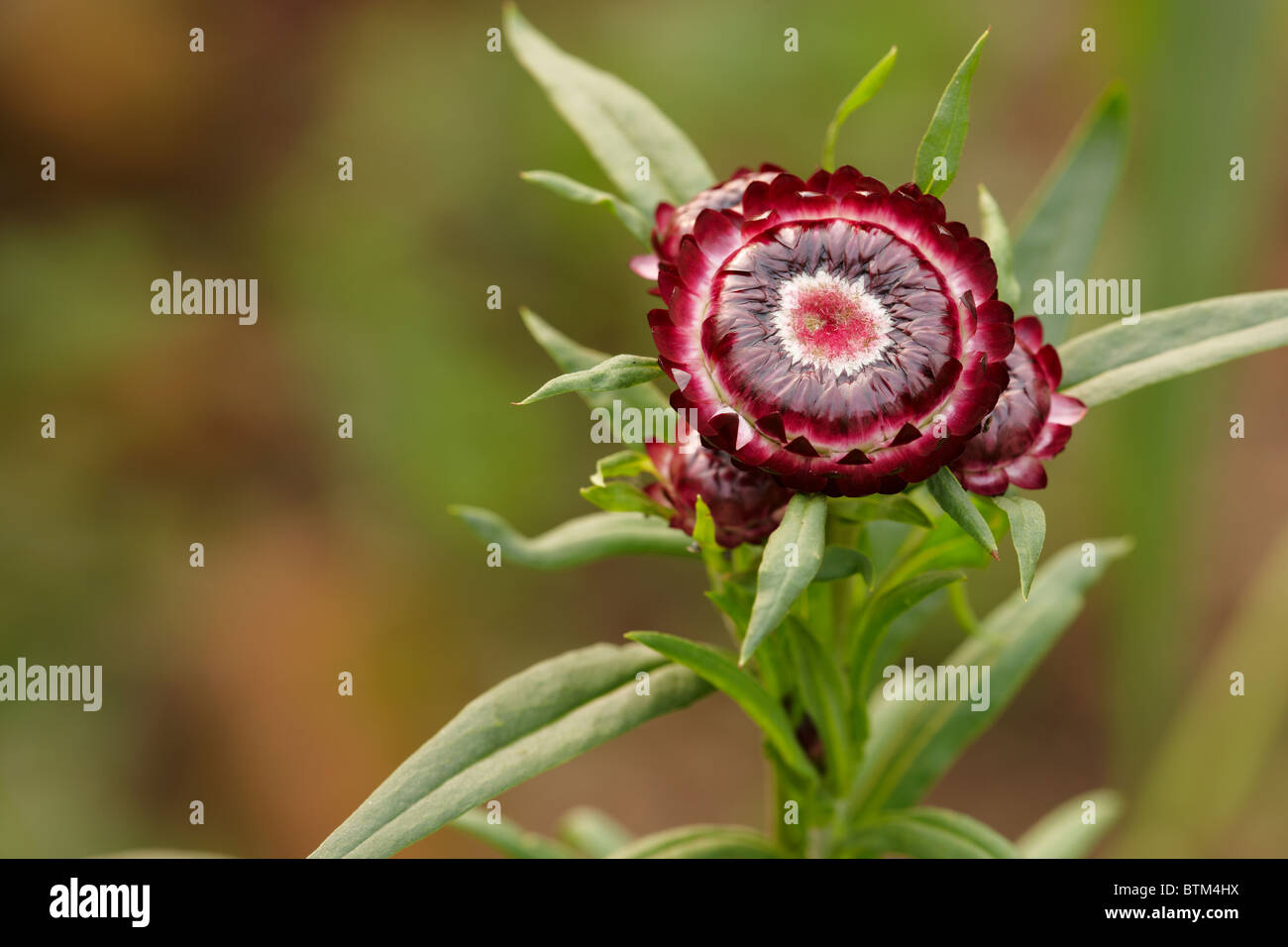 Strawflower. Scientific name Helichrysum bracteata, or Helichrysum