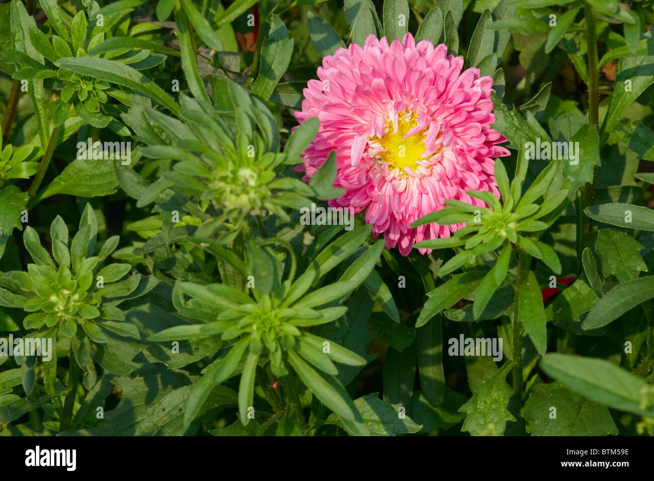Dwarf aster flower Stock Photo - Alamy