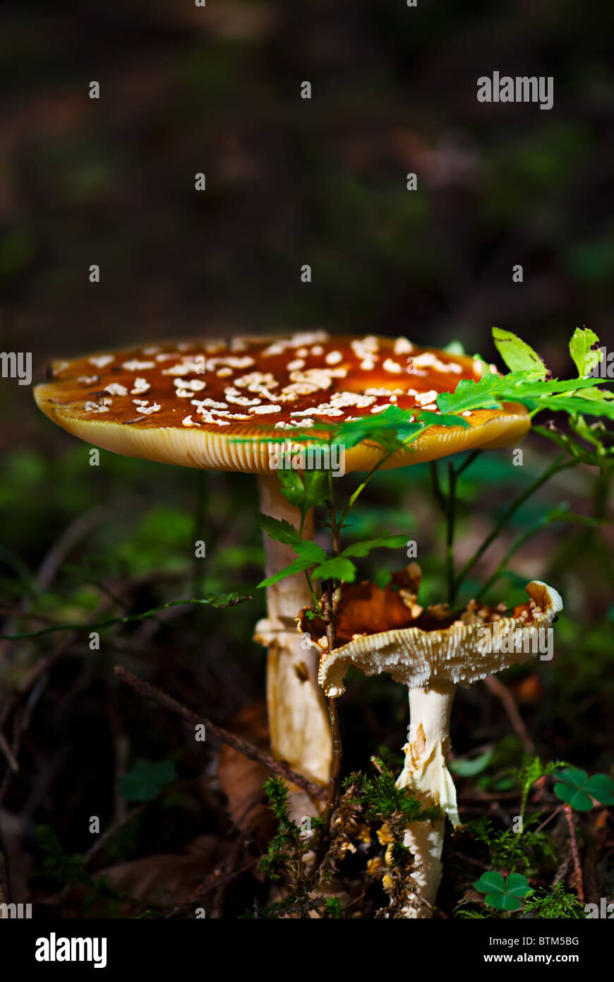 Fly agarick mushrooms in forest Stock Photo