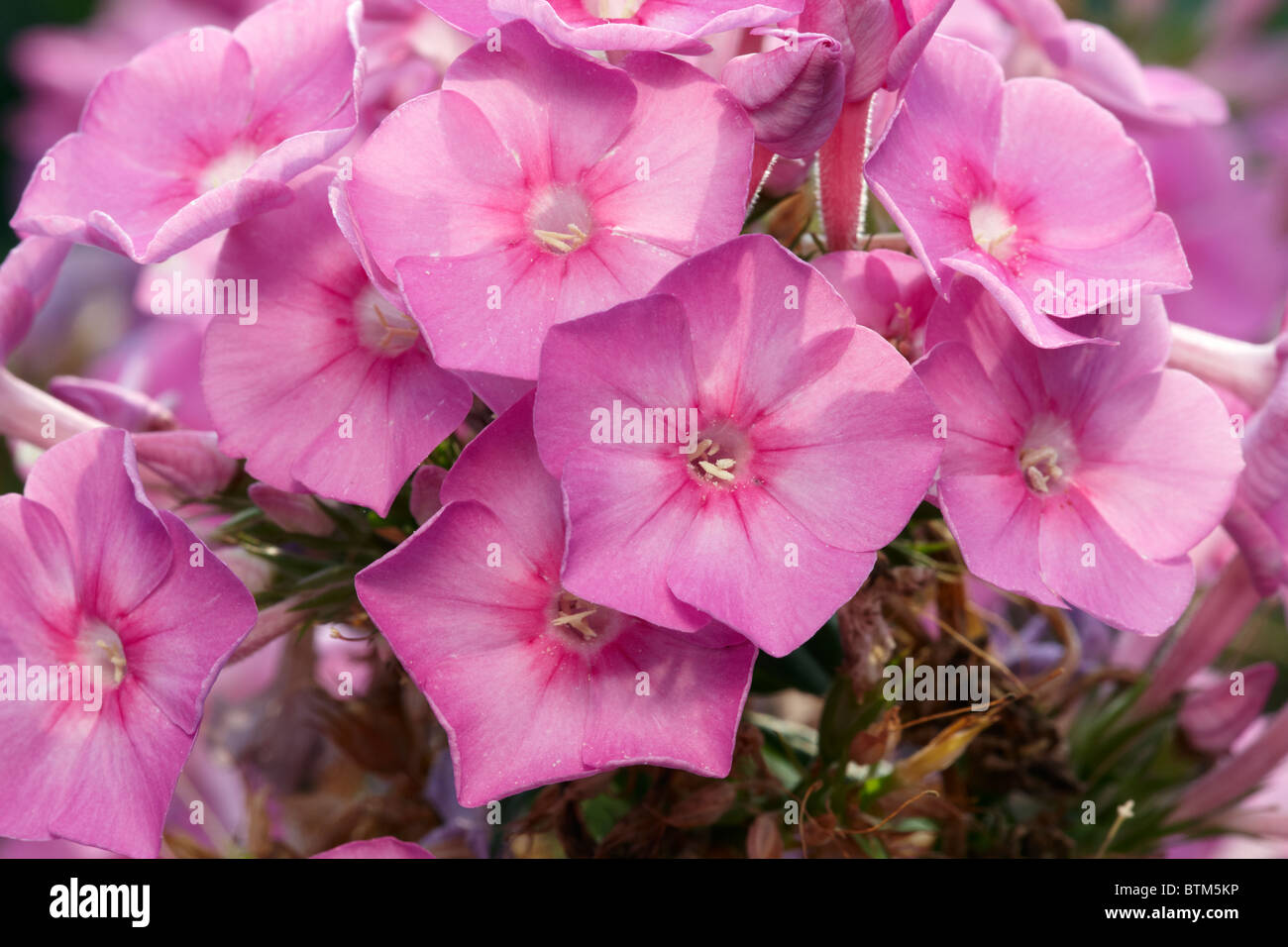 Pink Phlox Flowers Scientific Name Phlox Paniculata Stock Photo Alamy