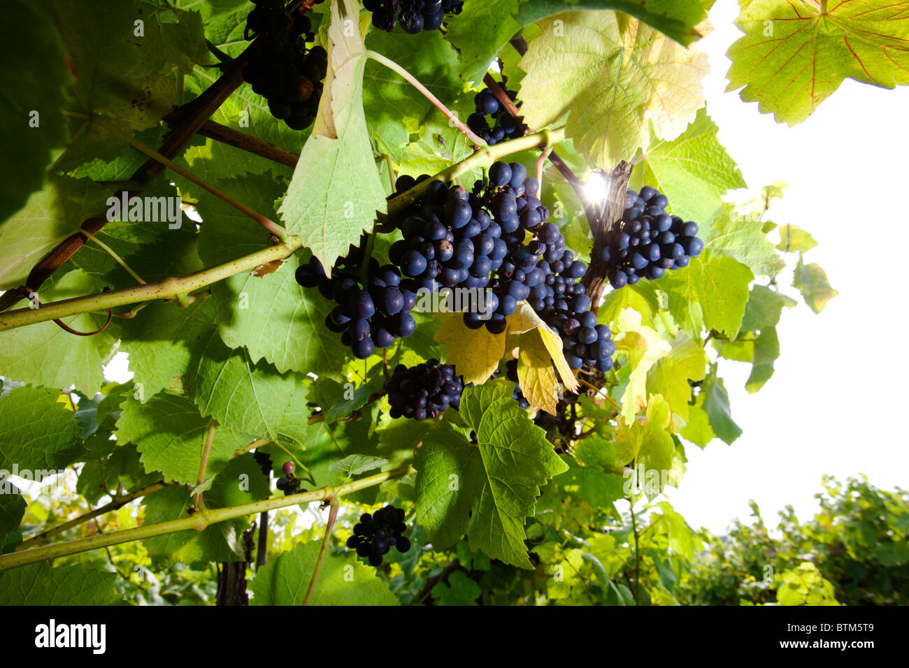 Pinot Noir grapes growing in the Three Choirs vineyard in Herefordshire, UK Stock Photo
