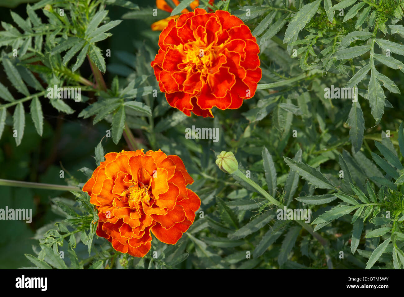 French Marigold. Scientific name: Tagetes patula. Stock Photo